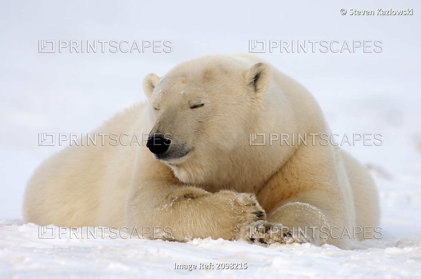 Polar Bear Laying On Ice With Nose In Air Scenting Coastal Plain Anwr Alaska