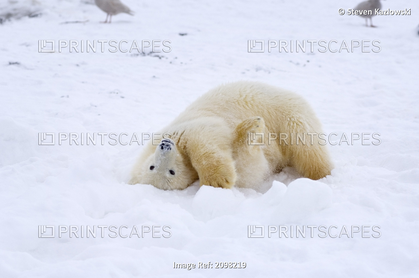 Polar Bear Cub Rolling Around On The Pack Ice 1002 Coastal Plain Of Arctic ...