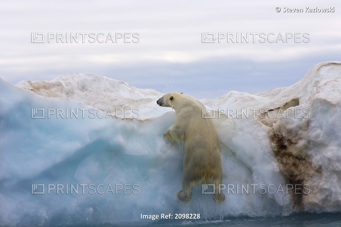 Polar Bear Climing Up Onto An Iceberg Floating In The Beaufort Sea, Arctic ...