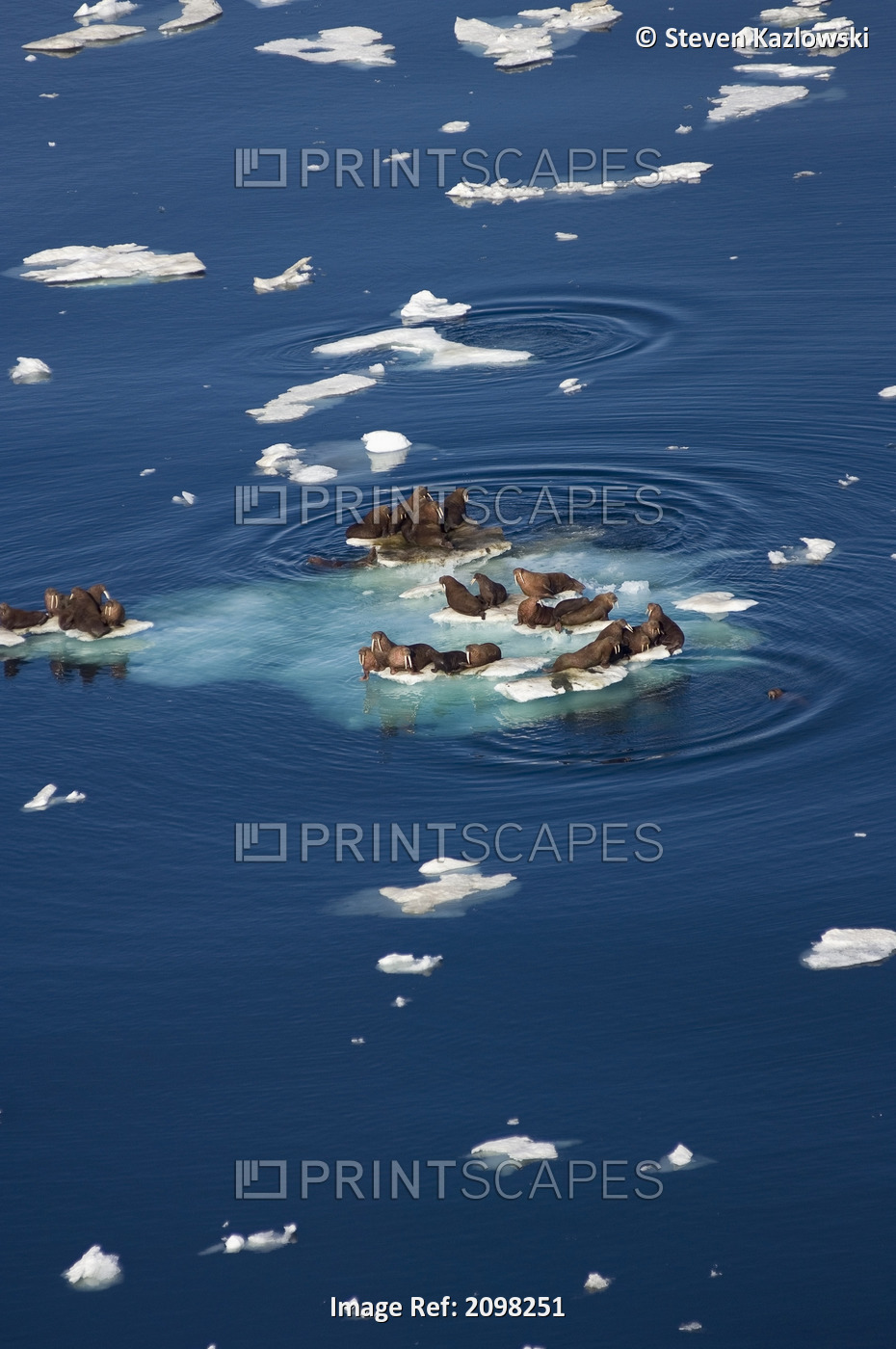Aerial Of Walrus Cows & Bulls & Calves Hauled Out On Pack Ice Betweek Chukchi & ...