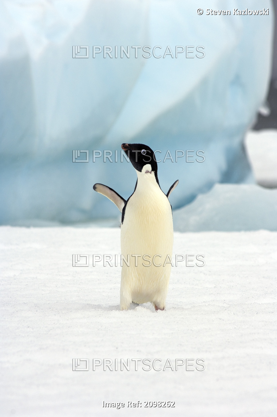 Adelie Penguin On Sea Ice Along The Western Antarctic Peninsula In The Southern ...
