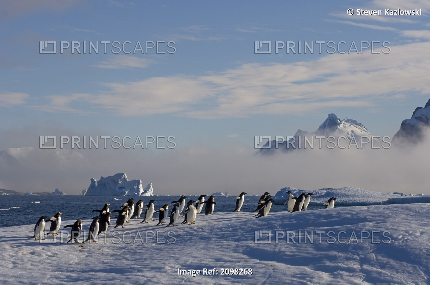 Adelie Penguin Off The Western Antarctic Peninsula, Antarctica Winter