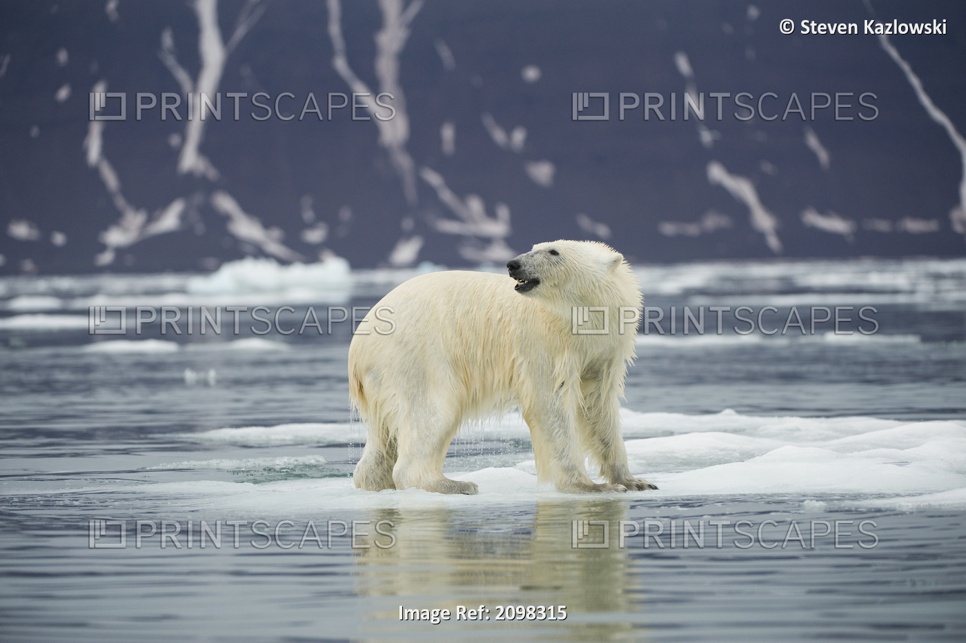 Adult Polar Bear Standing On An Ice Floe Along The Northwest Coast Of The ...