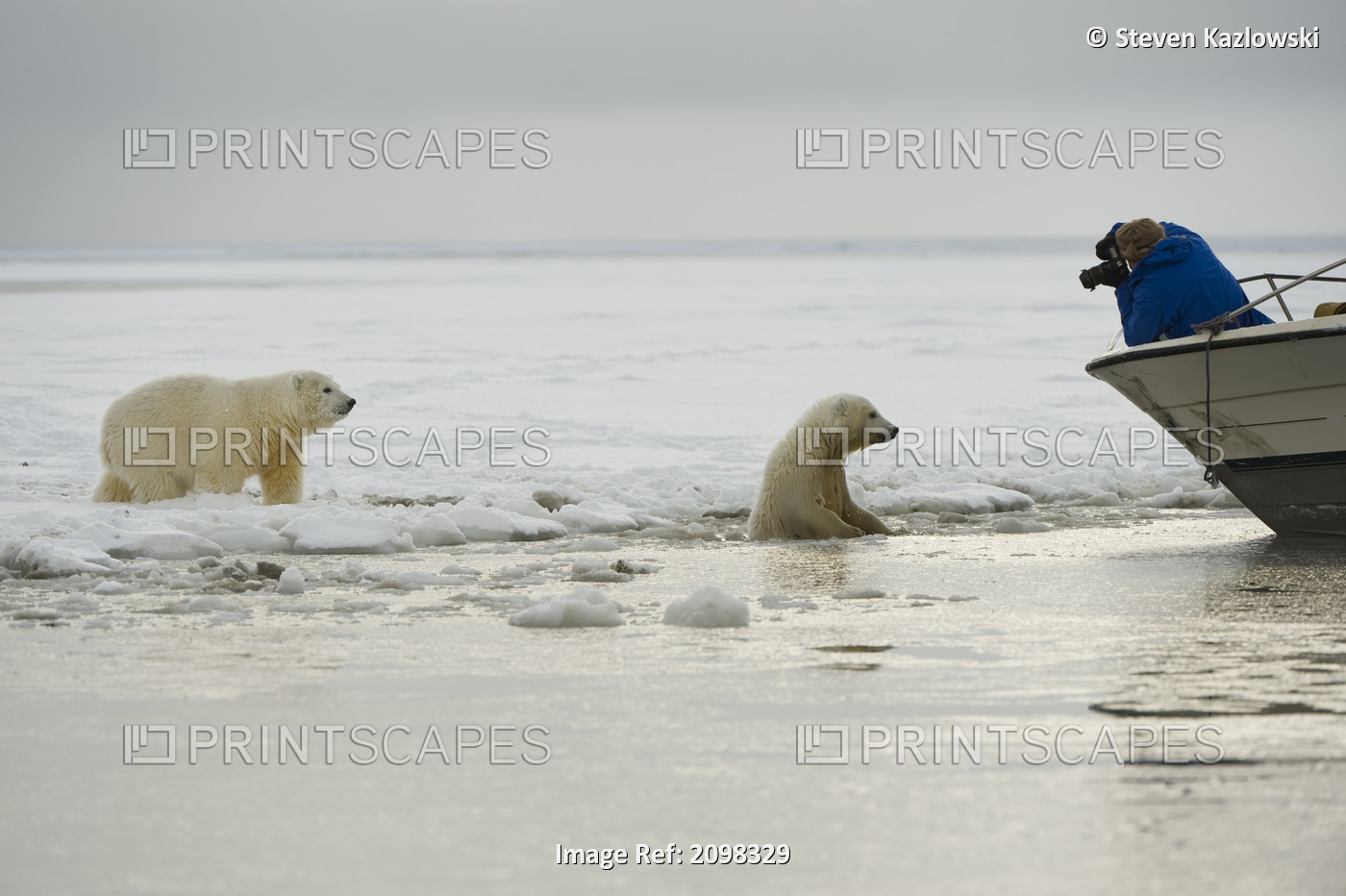 photographer shoots a pair of curious polar bear, Ursus maritimus, cubs from a ...