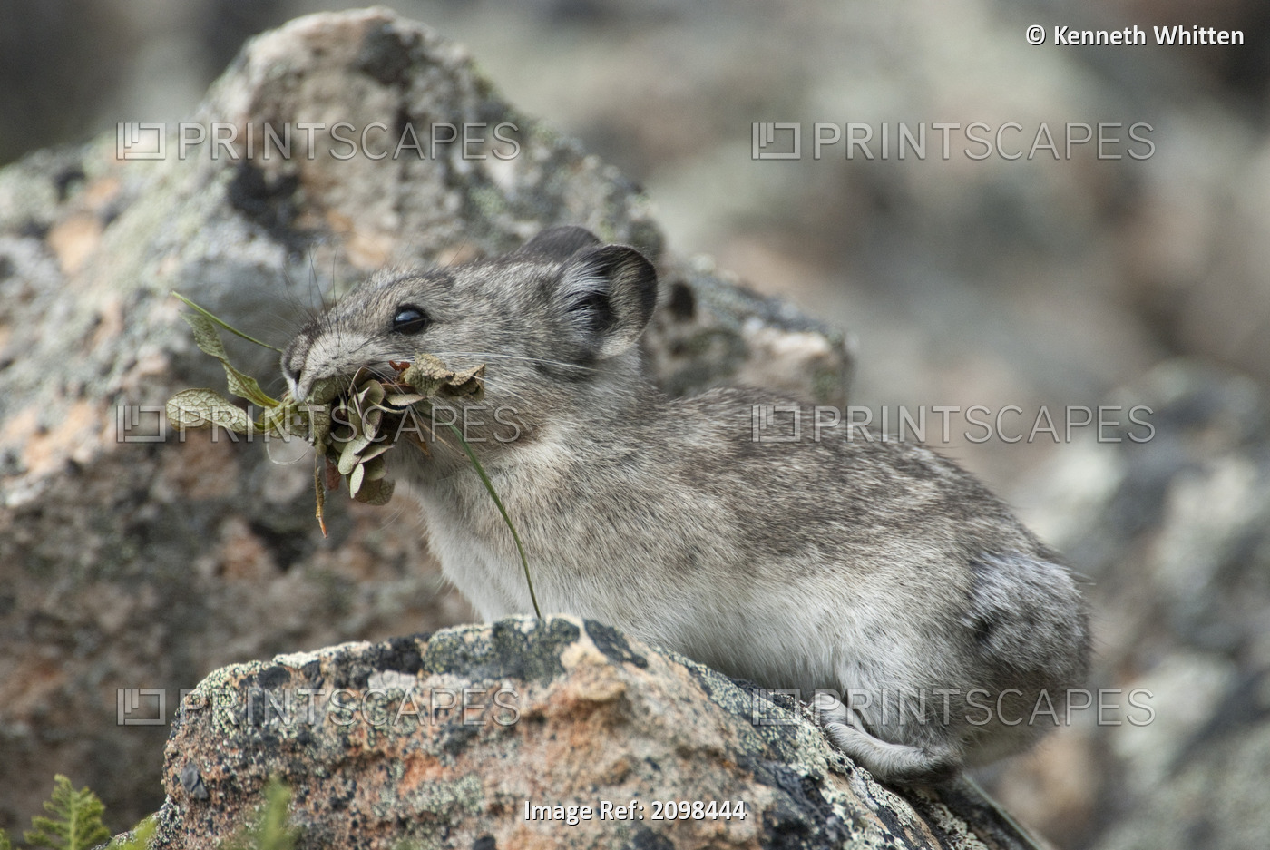 Collared Pika Carries Vegetation Over A Rockpile To Its Winter Stockpile Near ...