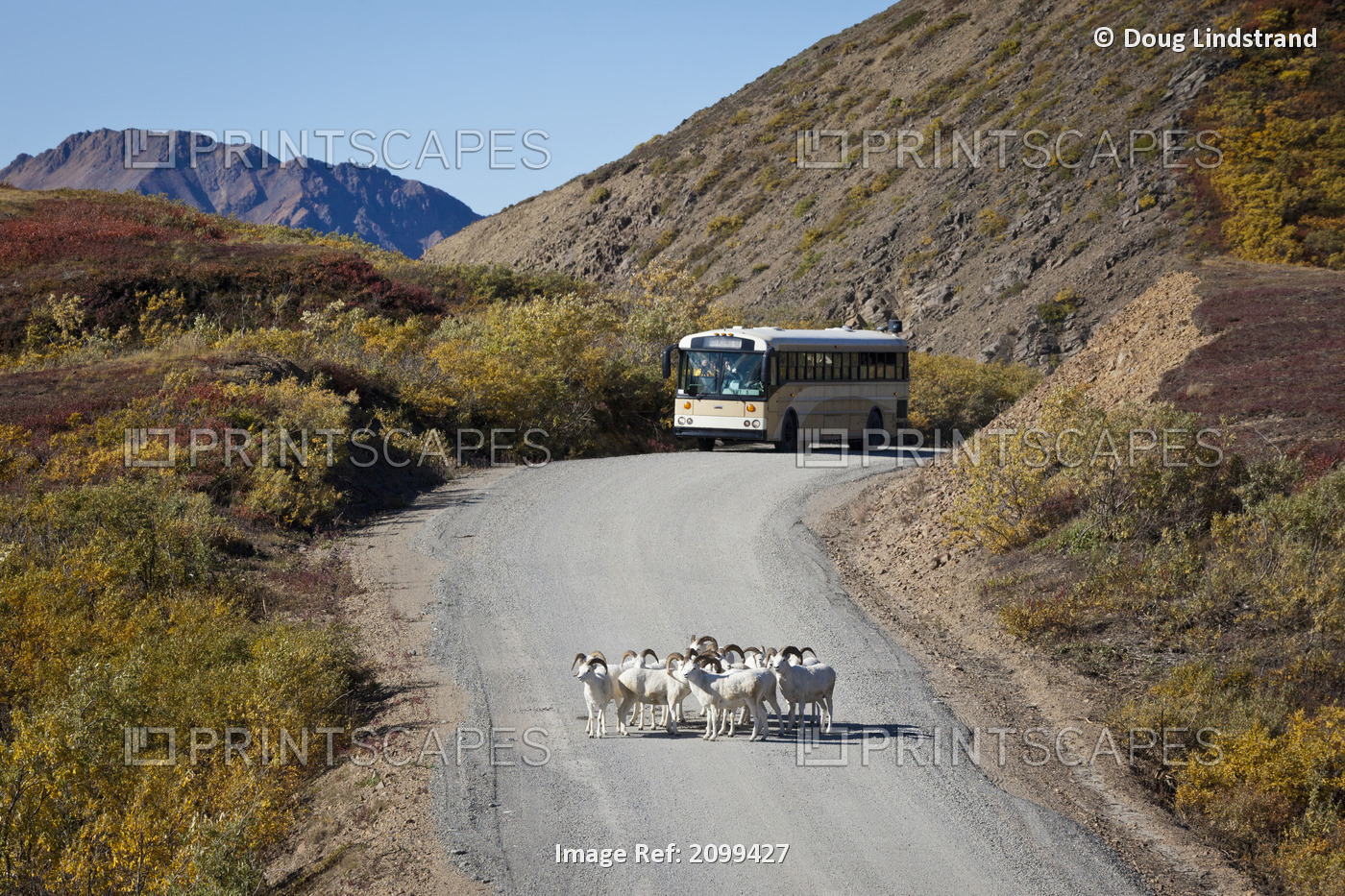 A Band Of Dall Sheep Rams Stand On The Park Road In Denali National Park And ...