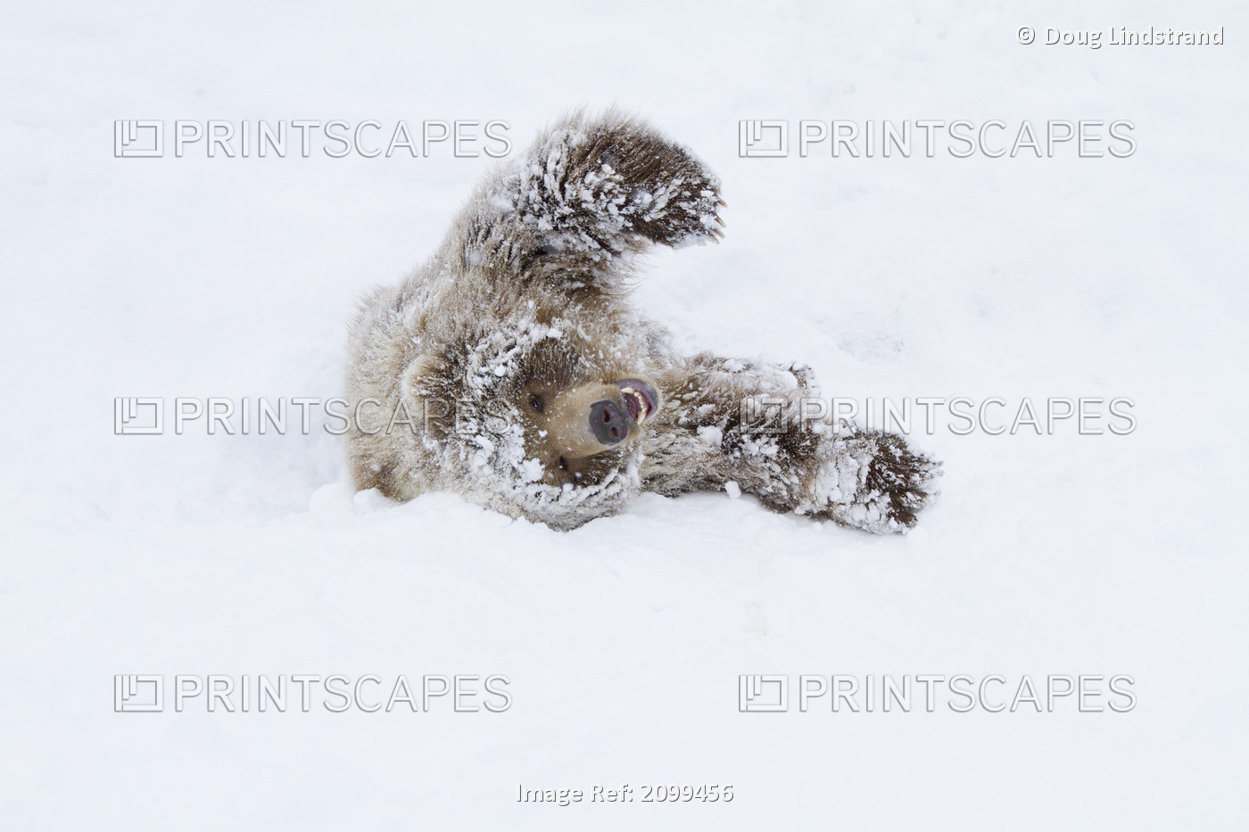 Captive: Young Female Kodiak Brown Lying On Snow, Alaska Wildlife Conservation ...