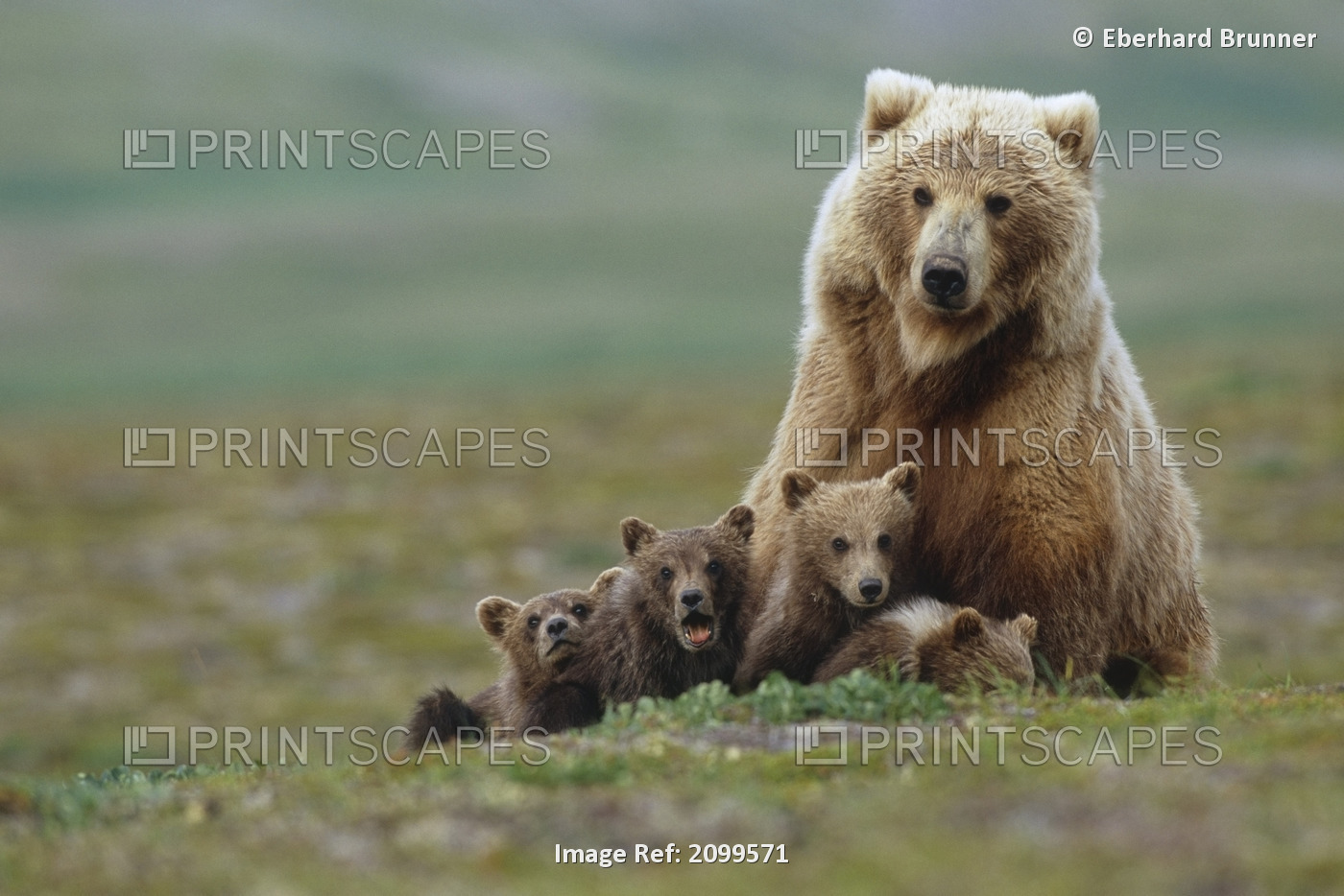 Grizzly Bear Sow W/4 Young Cubs Near Moraine Creek Katmai National Park ...