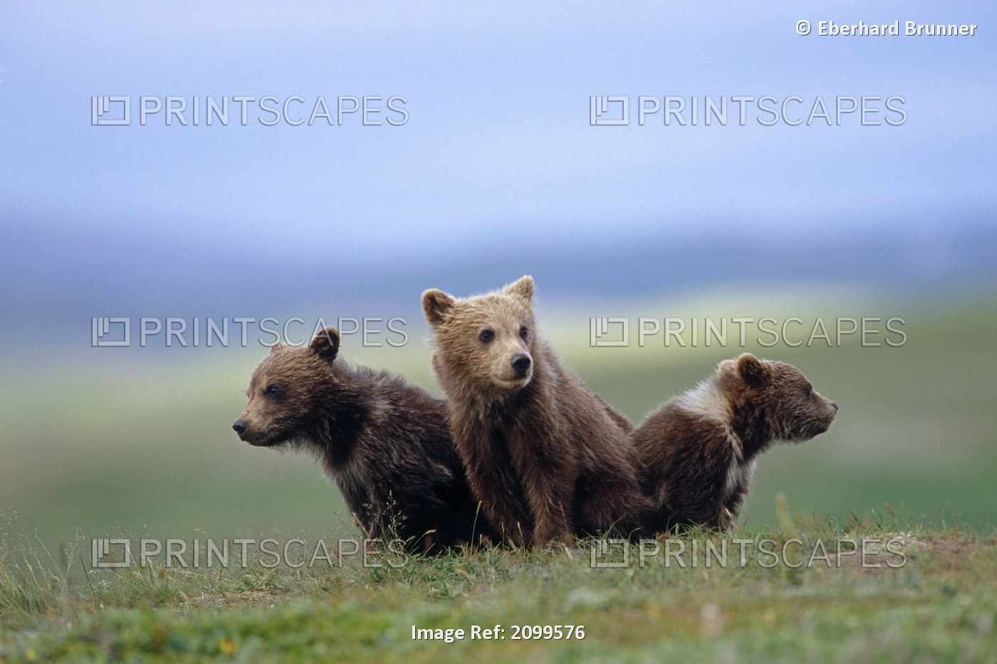 4 Young Brown Bear Cubs Huddled Together On Tundra Katmai National Park ...