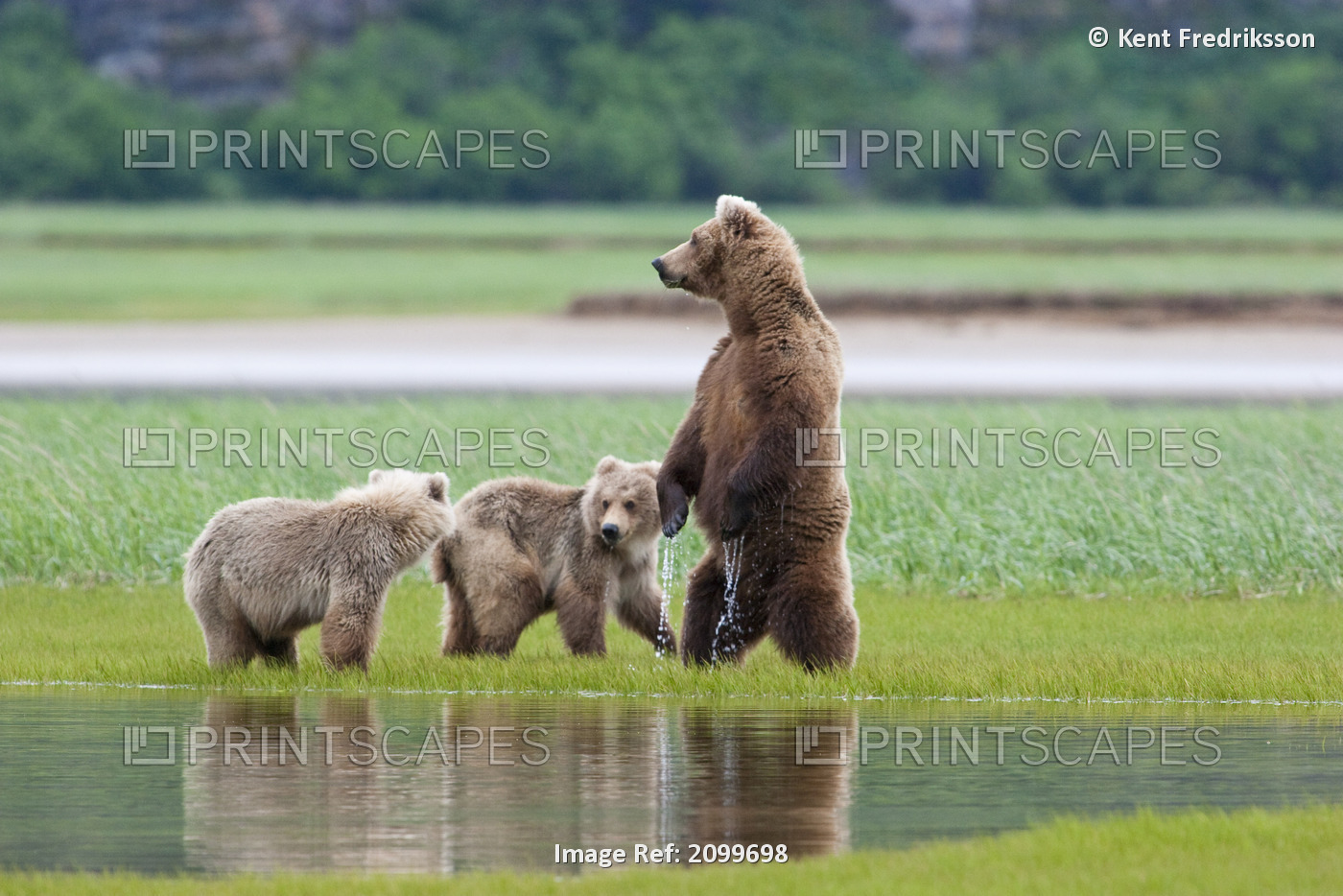 Coastal Brown Bear Sow With Her Two Spring Cubs At Hallo Bay, Katmai National ...
