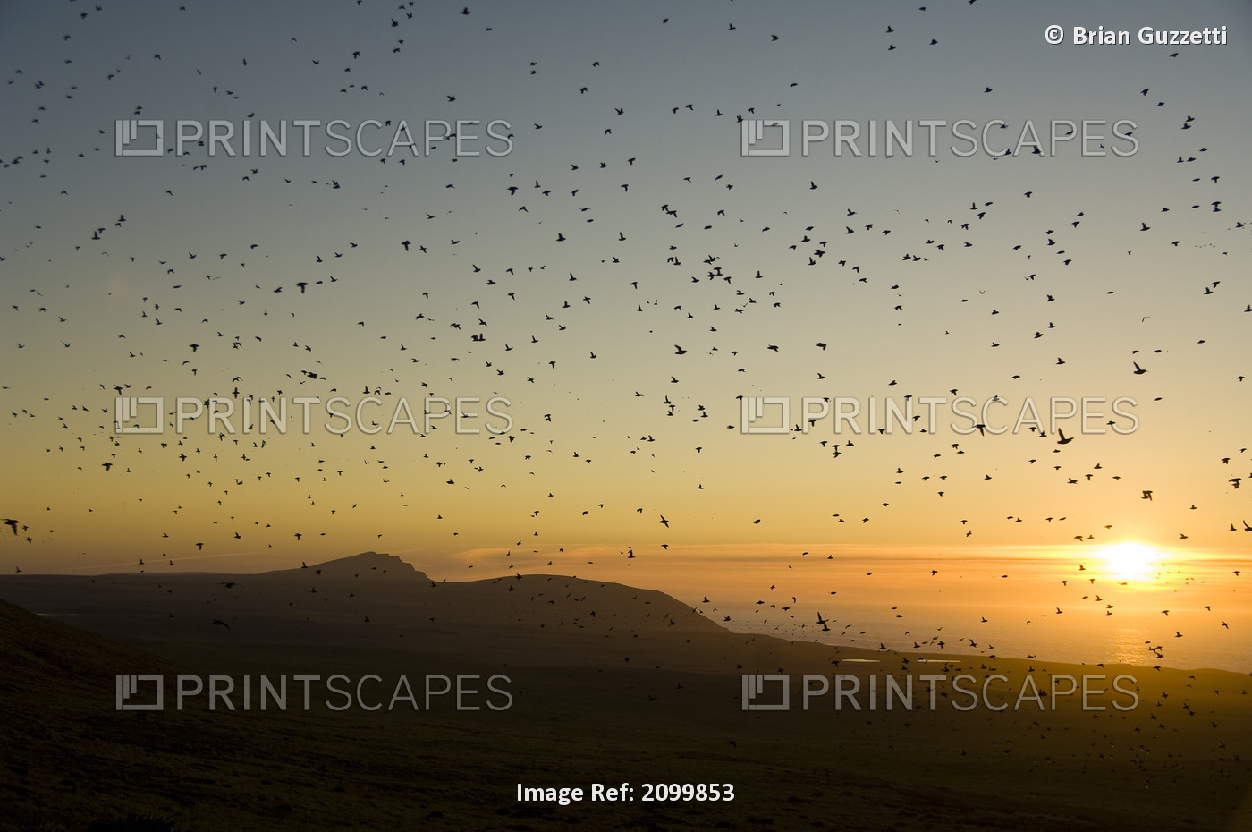 Least Auklets, Returning To Their Nest Burrows, Fill The Sky During An Early ...