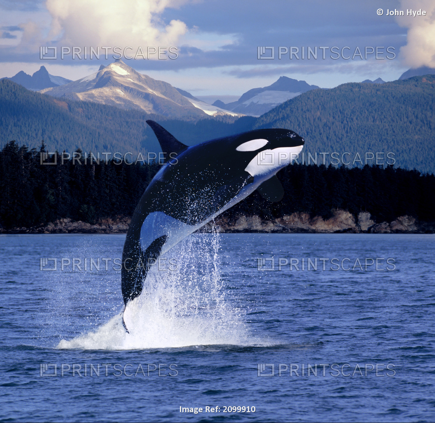 Orca Whale Breaching Near Baranof Island Se Composite