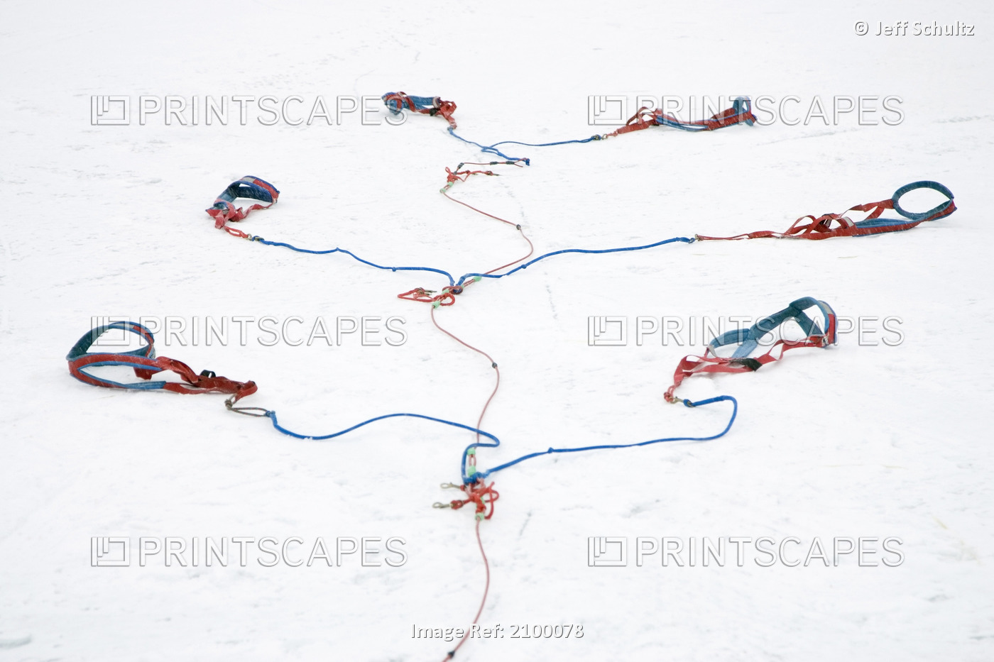 Harnesses Await The Dogs @ 2006 Jr Iditarod Sled Dog Race Willow Lake Alaska ...