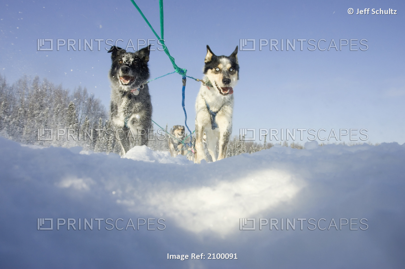 Low Angle View Of Richelle Horners Sled Dog Team On Trail During 2006 Jr ...