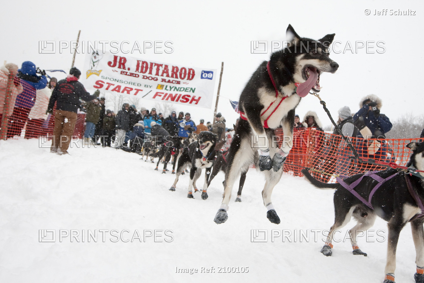 One Of Patrick Mackey's Dogs Leaps In The Air Just Before They Leave The Start ...