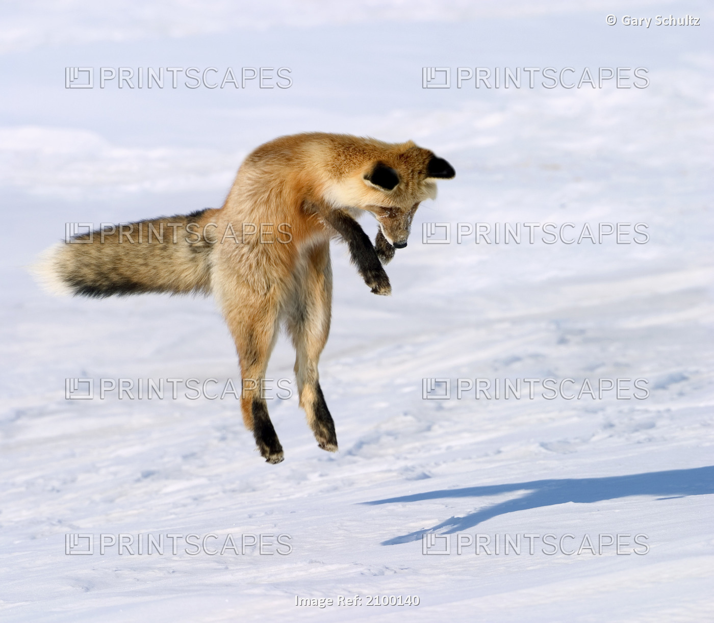 Red Fox Leaping To Catch Prey In Snow Alaska Ar Winter North Slope