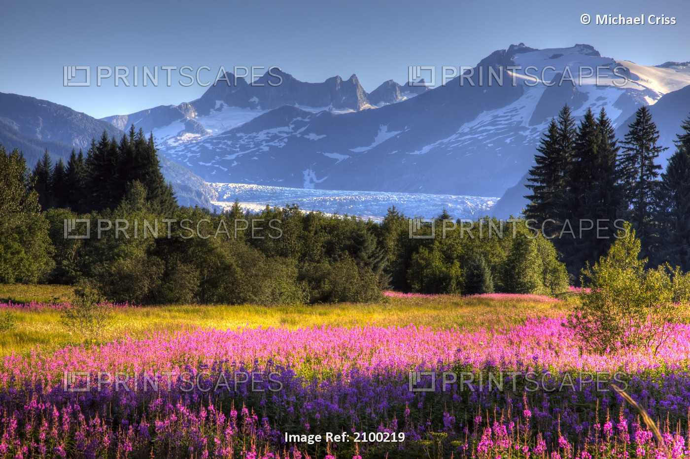 Scenic View Of The Mendenhall Glacier With A Field Of Fireweed In The ...