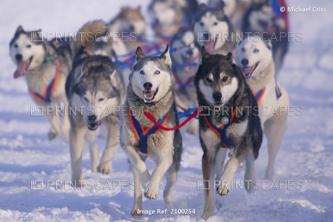 Hank Debruin's Dogs Leaving The Willow Re-Start Of Iditarod 2010, Southcentral ...
