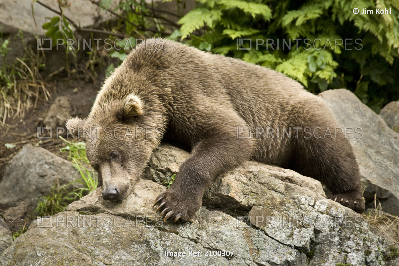 Brown Bear Resting On A Rock In The Sun At Big River Lakes Near Wolverine Creek ...