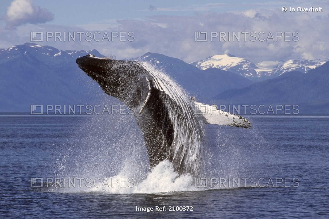 Humpback Whale Breaching In Frederick Sound Southeast Alaska Summer Inside ...