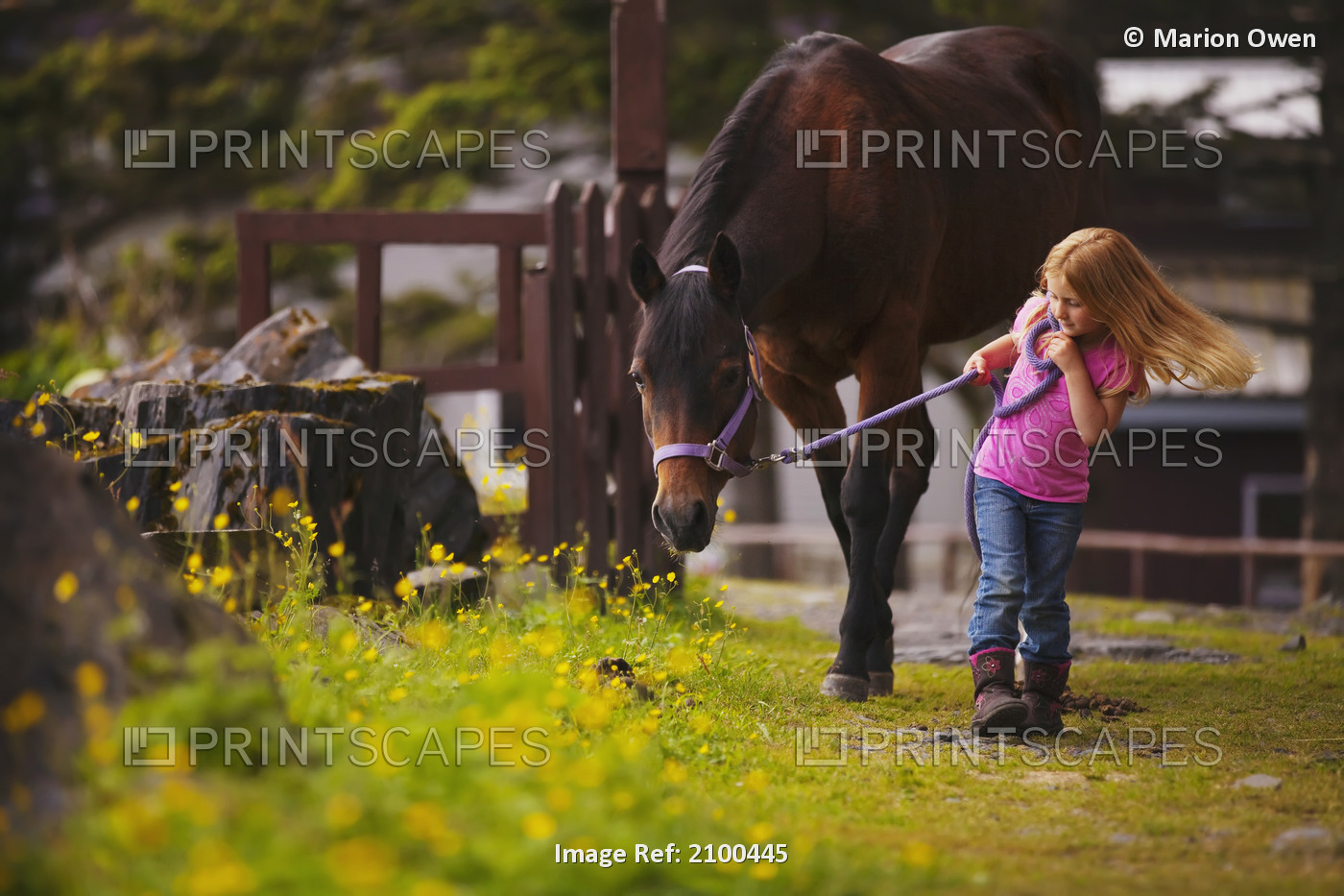 Young Girl Walking With A Horse On A Grassy Path, Kodiak, Southwest Alaska, ...