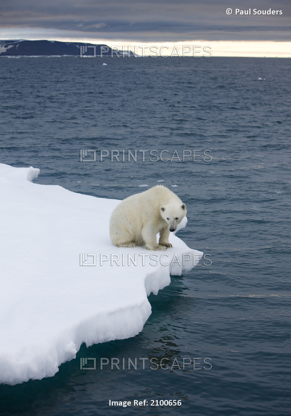 Polar Bear Sitting On A Iceberg Near Half Moon Island In The Evening, Svalbard, ...