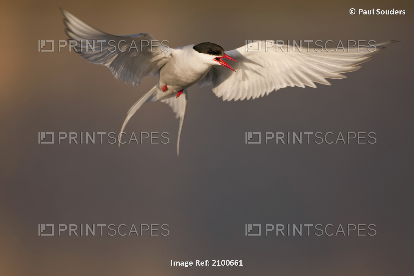 Arctic Tern Hovering Above A Small Pond While Fishing For Food, Longyearbyen, ...