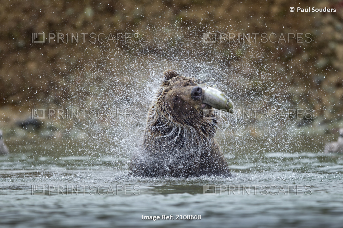 Grizzly Shakes Off Water While Catching Spawning Salmon In A Stream Along Kinak ...