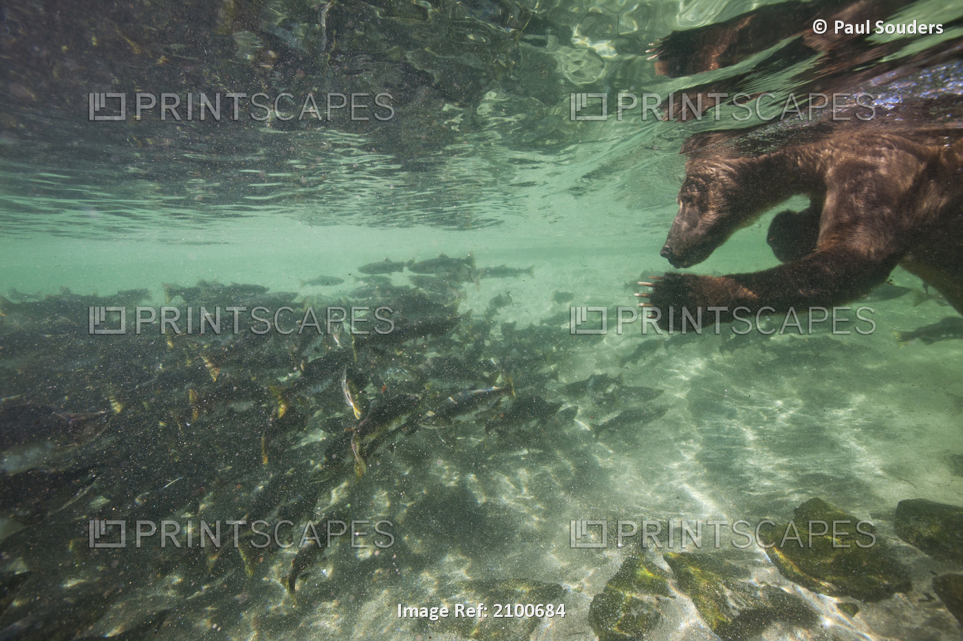 Underwater View Of Grizzly Bear Swimming After Spawning Salmon In Kuliak Bay, ...
