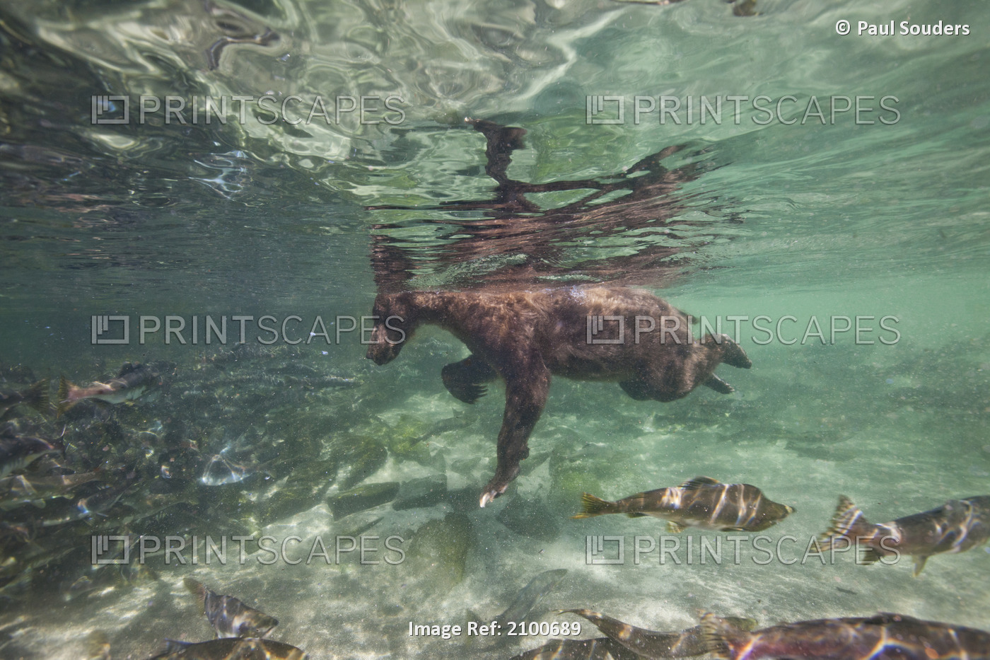 Underwater View Of Grizzly Bear Swimming After Spawning Salmon In Kuliak Bay, ...