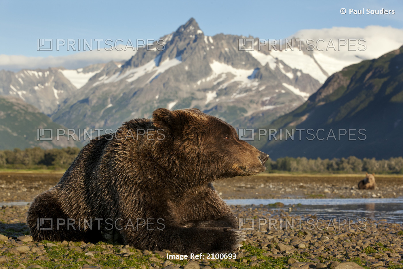 Grizzly Bear Resting On Tidal Flats Beneath Coastal Mountains Long Kukak Bay At ...