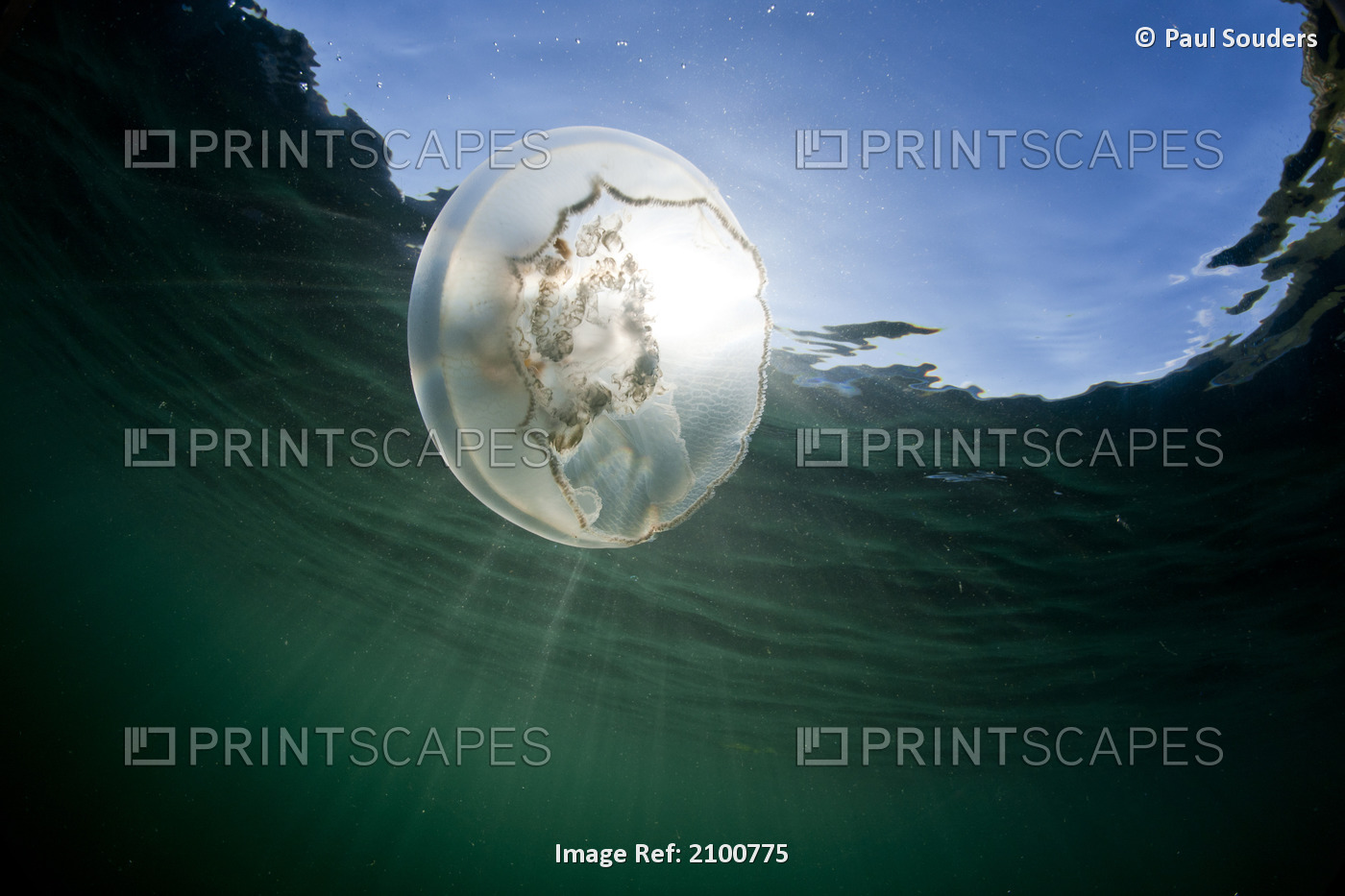 Underwater View Of Moon Jellyfish In Kuliak Bay, Katmai National Park & ...