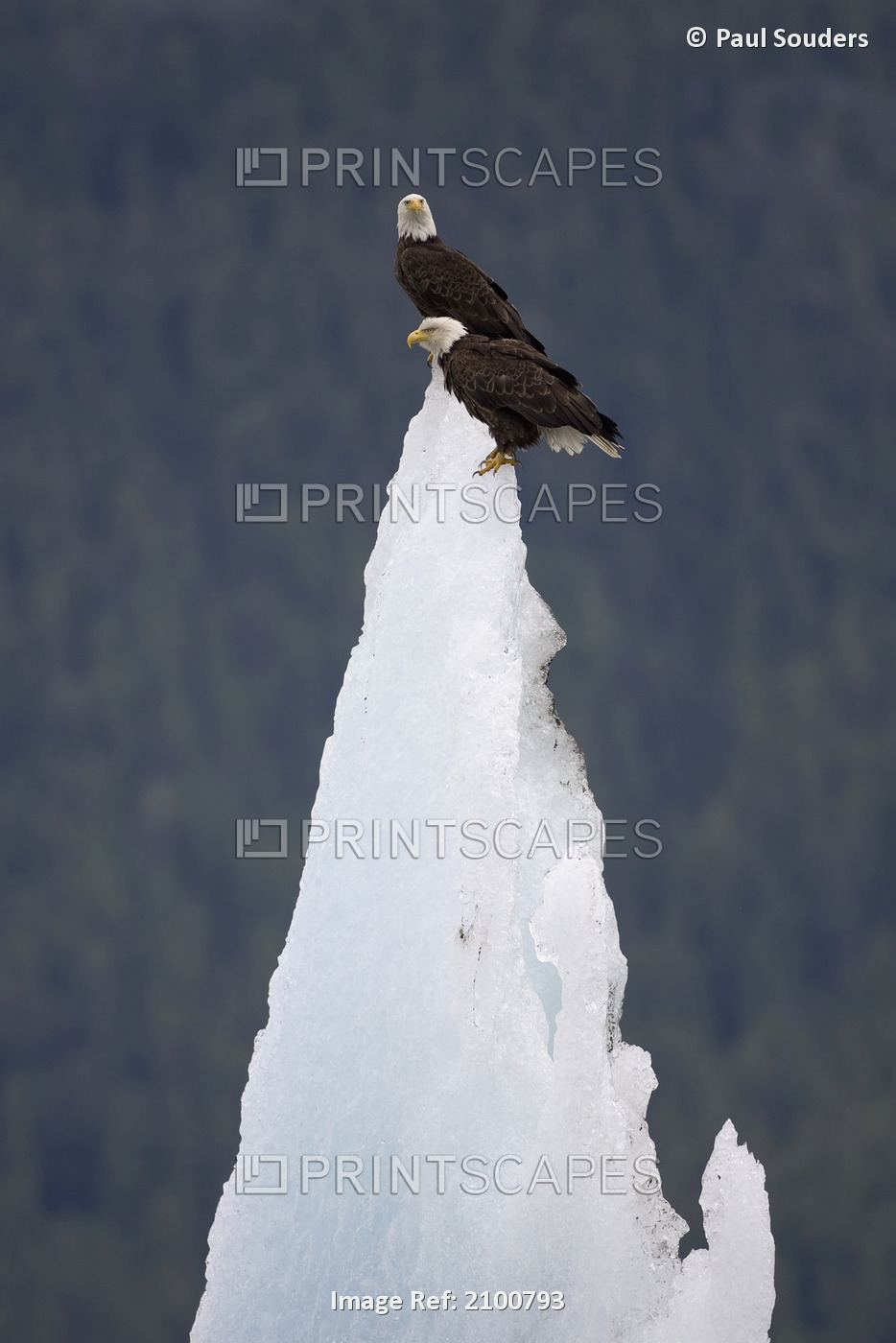 Bald Eagles Perched On A Iceberg In Holkham Bay, Tracy Arm, Southeast Alaska, ...