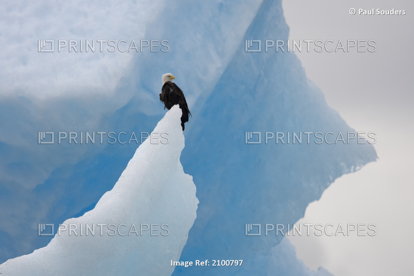 Bald Eagle Perched On A Iceberg In Holkham Bay, Tracy Arm, Southeast Alaska, ...