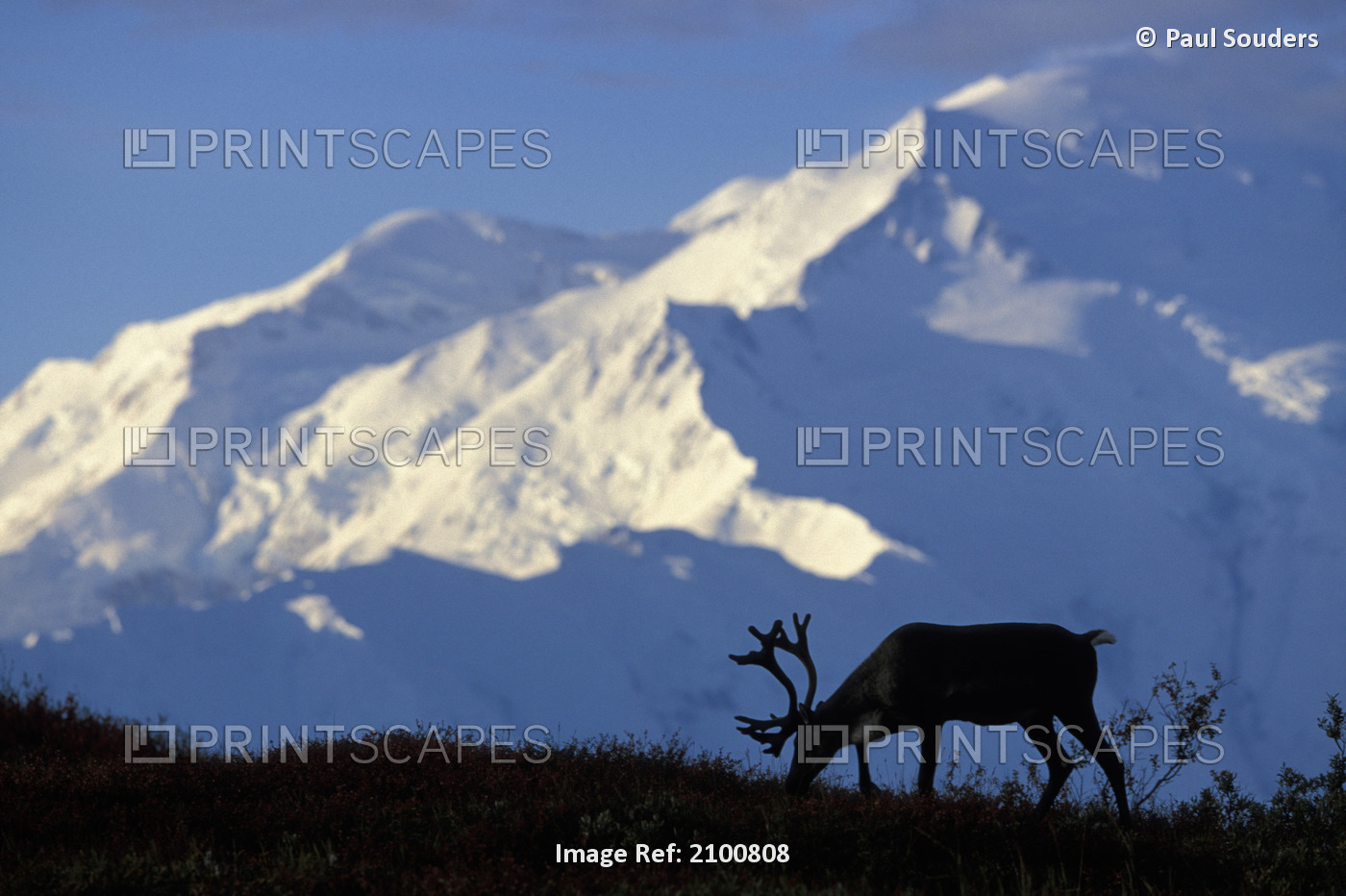 Silhouette Of A Bull Caribou Near Wonder Lake With Mt. Mckinley In The ...