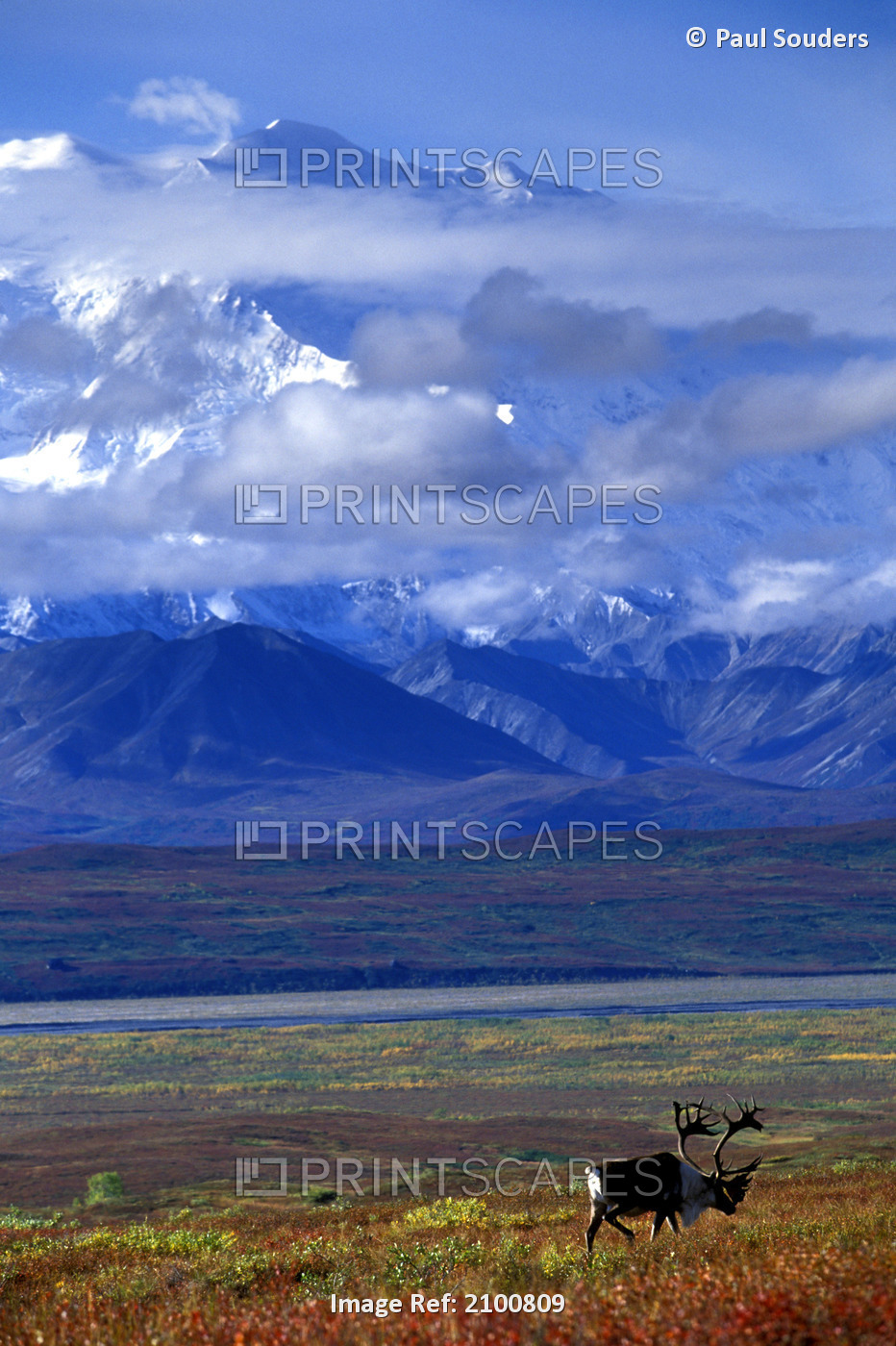 Bull Caribou On Tundra With Mt. Mckinley In Background, Denali National Park & ...