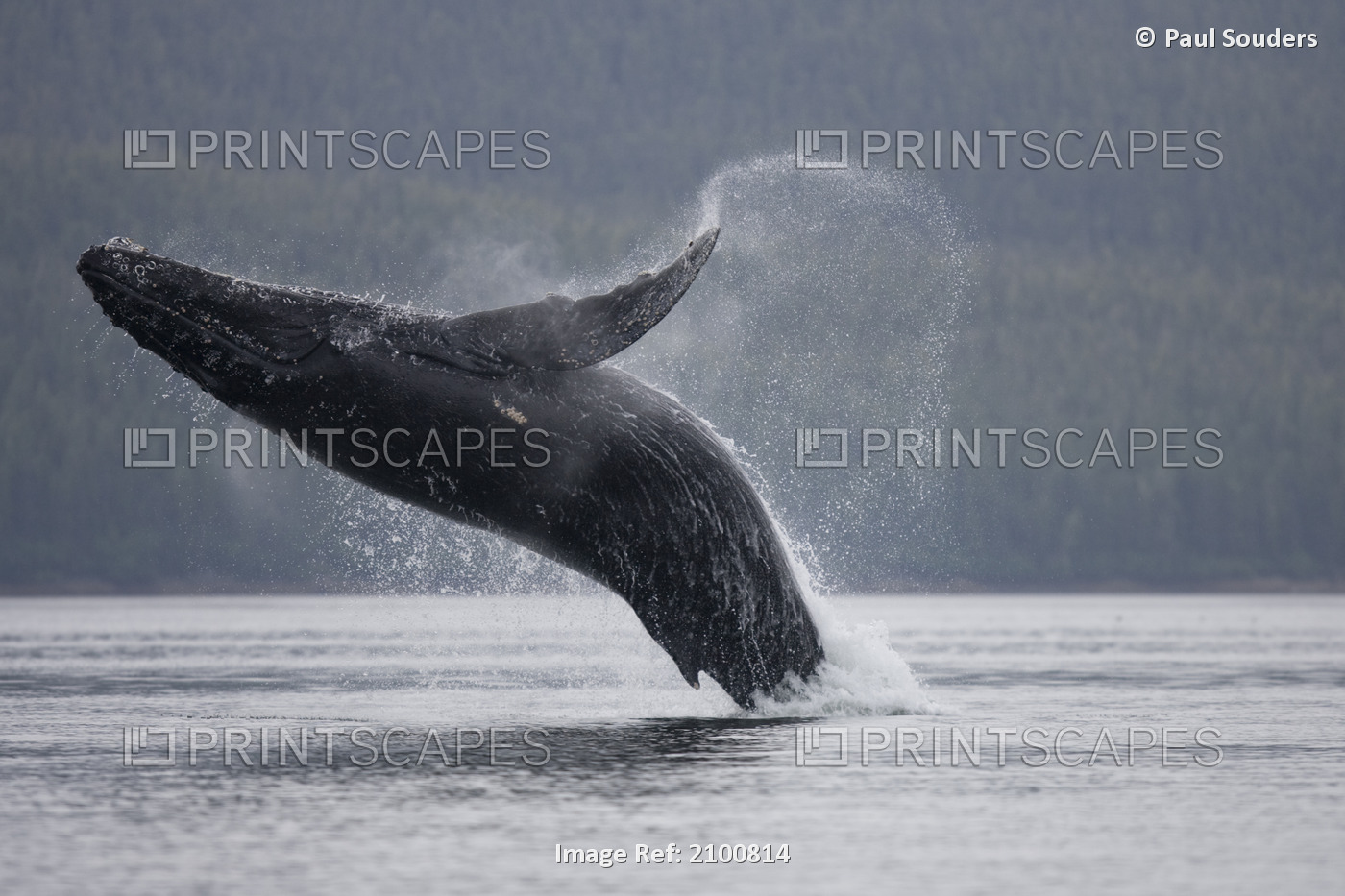 Humpback Whale Breaching In Holkham Bay, Tracy Arm-Fords Terror Wilderness, ...