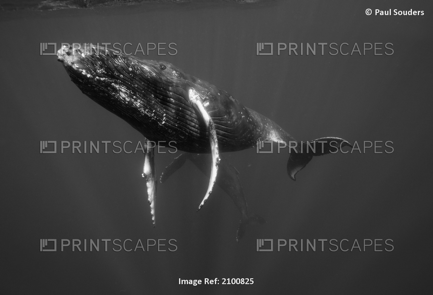 Underwater View Of A Humpback Whale Swimming In Pacific Ocean, Big Island, ...