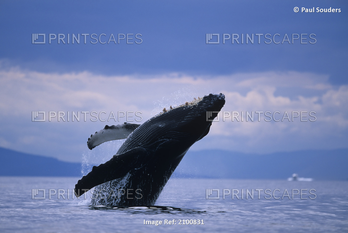 Humpback Whale Breaching In Frederick Sound, Inside Passage, Tongass National ...