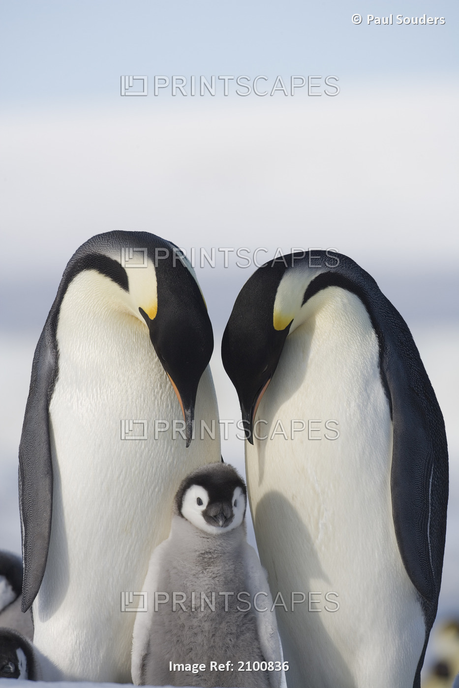Emperor Penguin Pair And Chick On Frozen Sea Ice Of Weddel Sea, Snow Hill ...