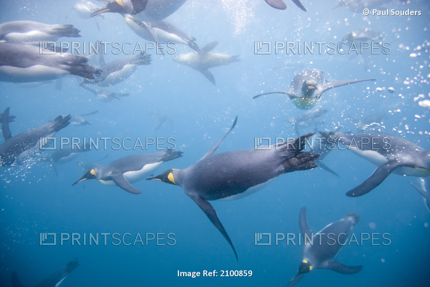 Close Up Underwater View Of King Penguins Swimming In Right Whale Bay, South ...