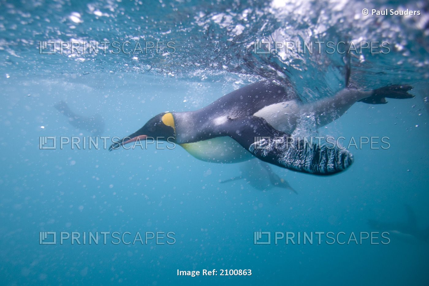 Close Up Underwater View Of King Penguins Swimming In Right Whale Bay, South ...