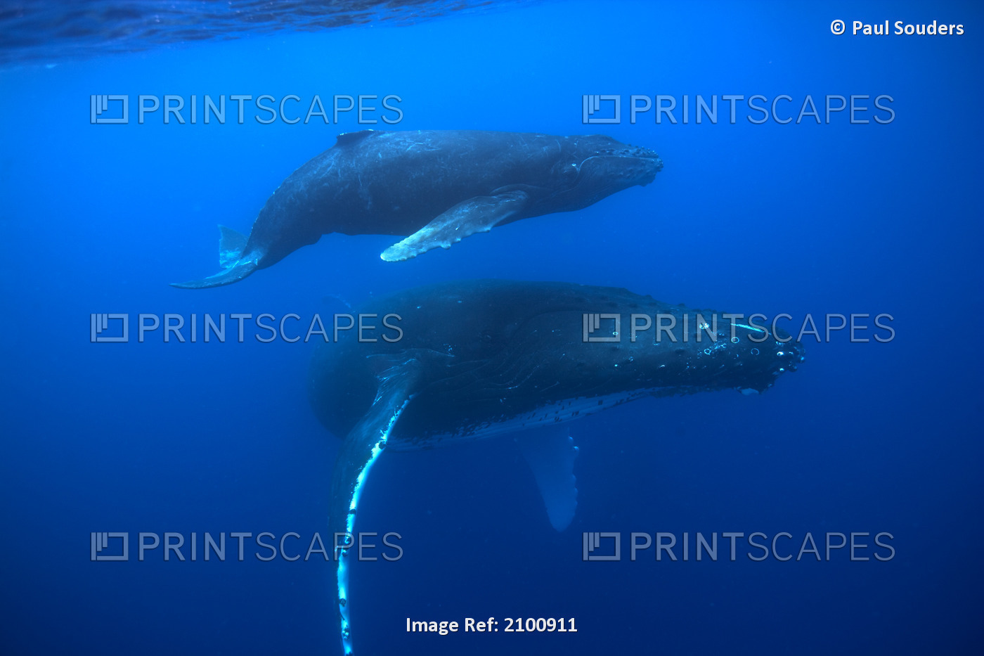 Underwater View Of Humpback Whale Cow And Calf Swimming In Pacific Ocean, Big ...