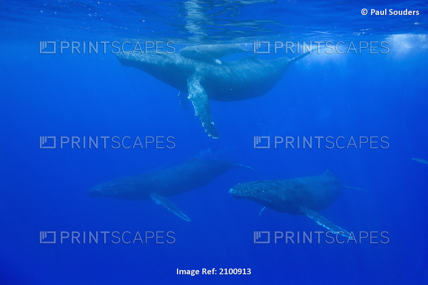 Underwater View Of Humpback Whale Cow And Calf Swimming In Pacific Ocean And ...