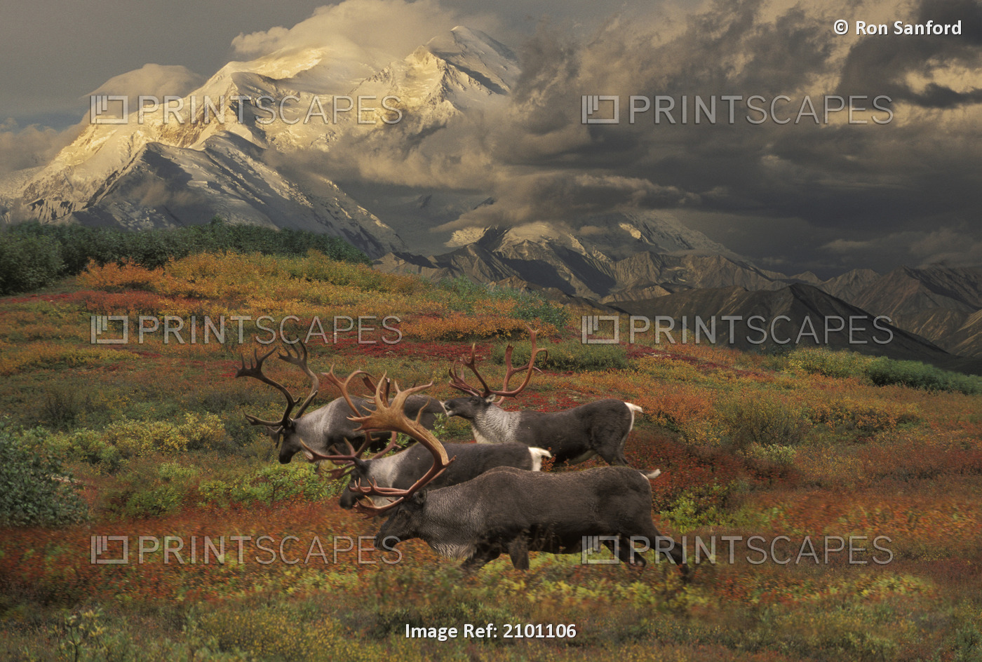 Compostie Caribou Graze On Tundra During Autumn With Mt. Mckinley In The ...