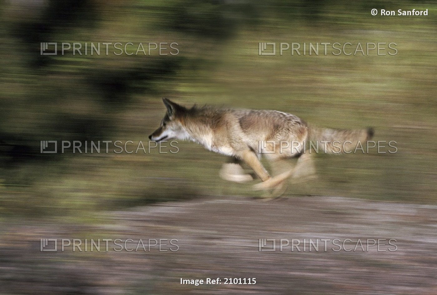 Gray Wolf Running With Blurred Background Usa