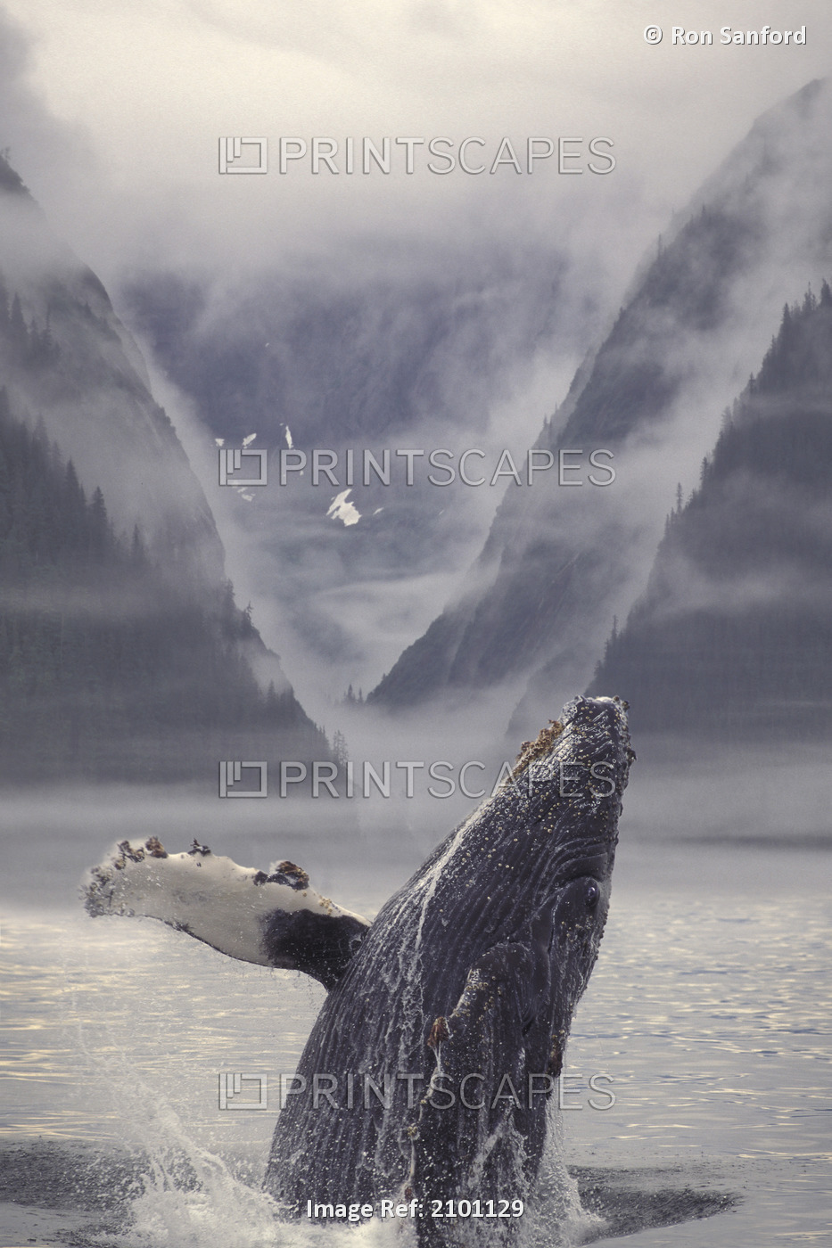 Composite Humpback Whale Breaching With Mist-Covered Mountains In The ...