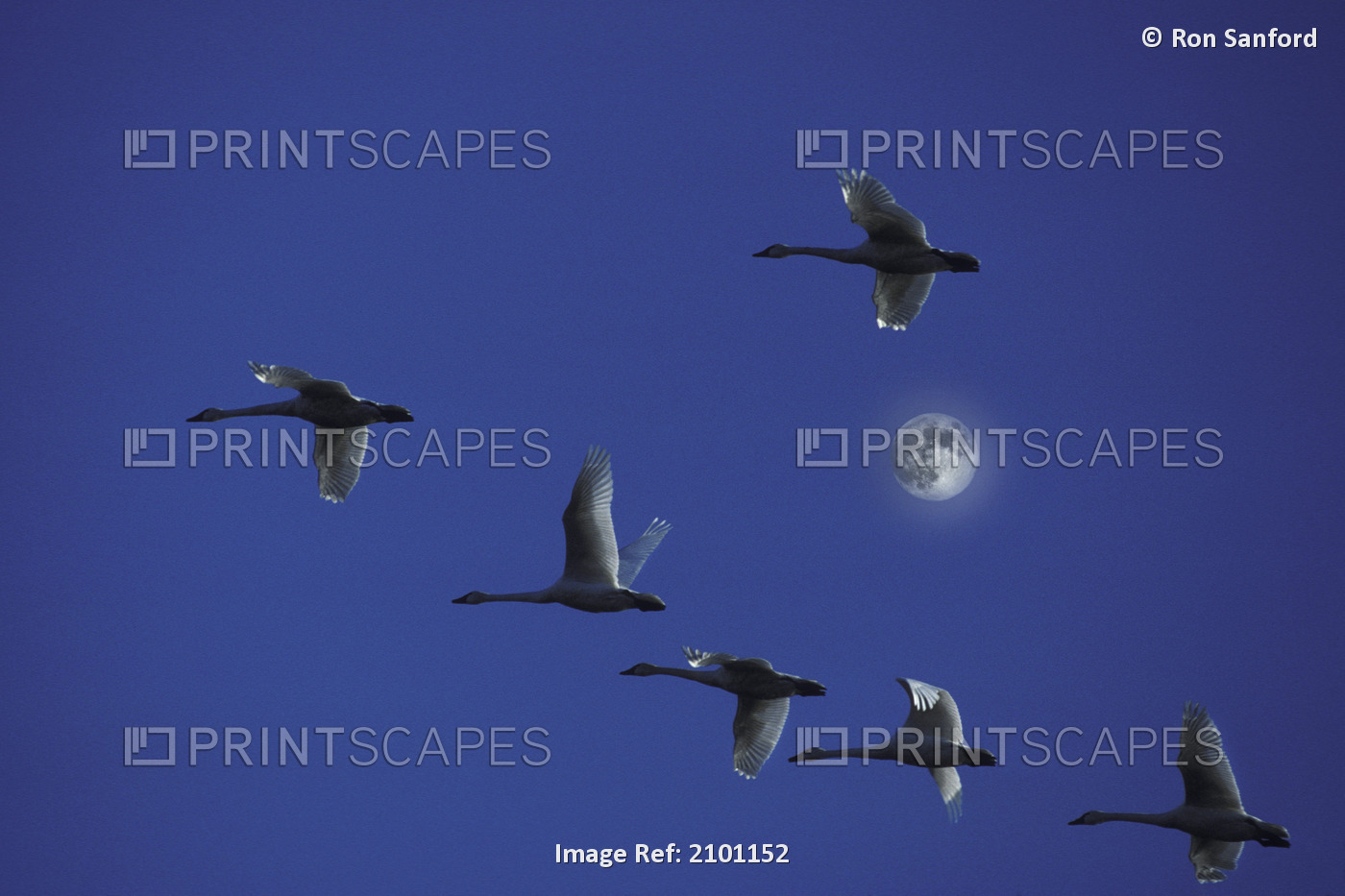 Tundra Swans In Flight During Migration Along The Pacific Flyway, California. ...