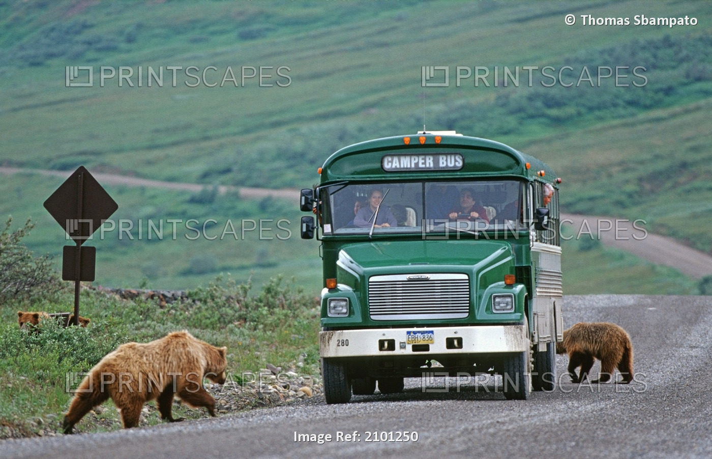 Brown Bear Sow & Cubs Around Camper Bus Denali National Park Road Interior ...