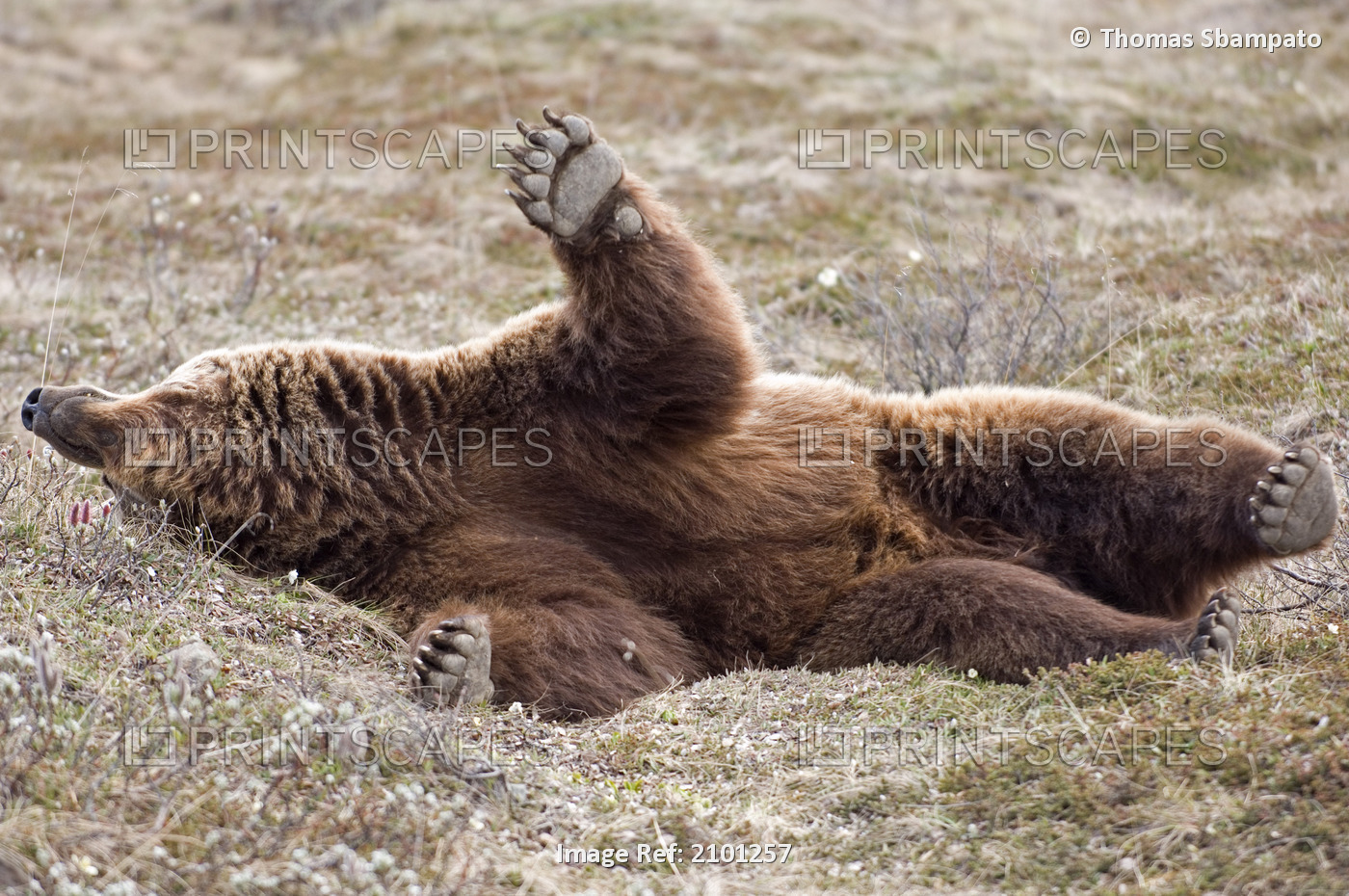 Brown Bear Lays On Its Back On The Tundra In Denali National Park, Alaska